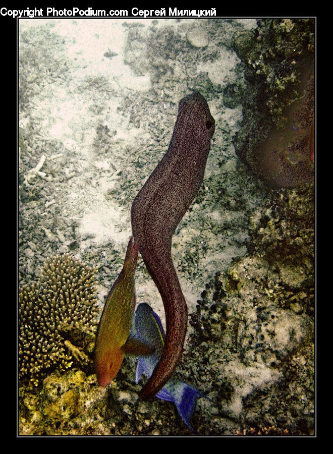 Eel, Fish, Sea Life