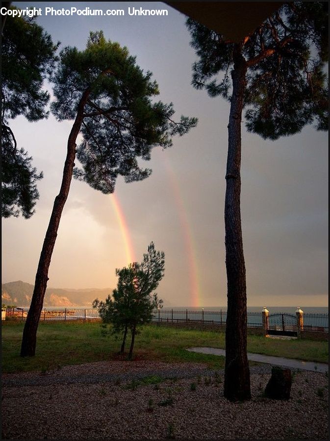Outdoors, Rainbow, Sky, Plant, Tree, Oak, Wood