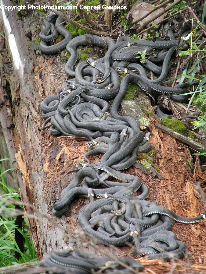 Reptile, Snake, Soil, Moss, Plant, Forest, Jungle