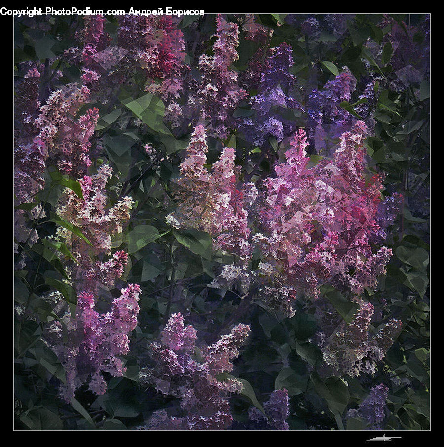 Blossom, Flower, Lilac, Plant, Cabbage, Kale, Produce
