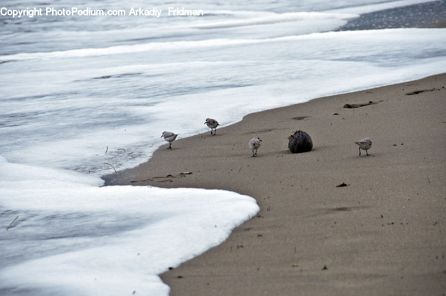 Beach, Coast, Outdoors, Sea, Water, Sand, Soil