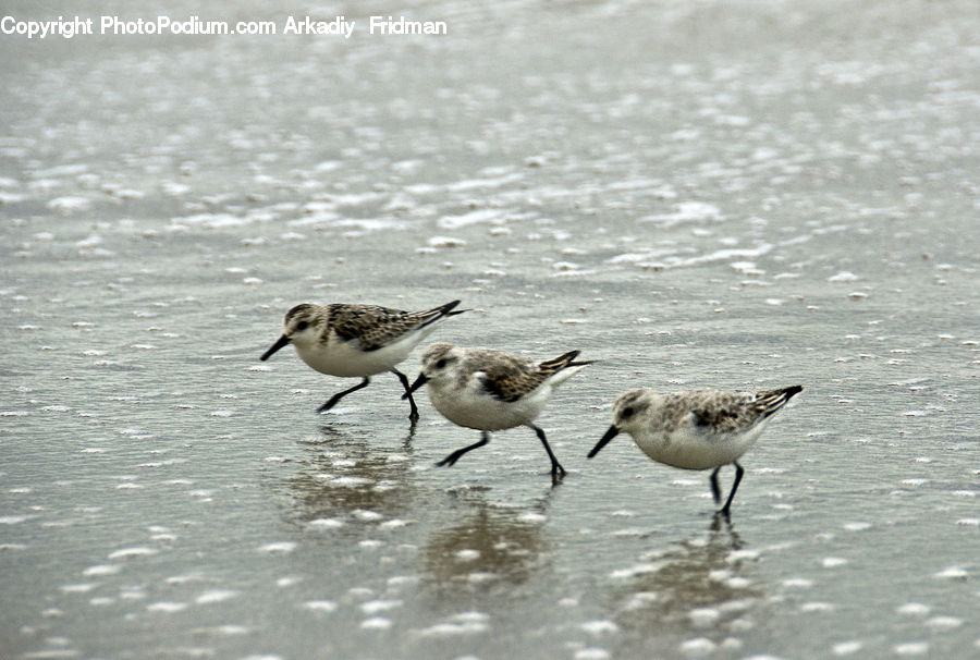 Bird, Beak, Seagull, Wren, Sparrow, Anthus