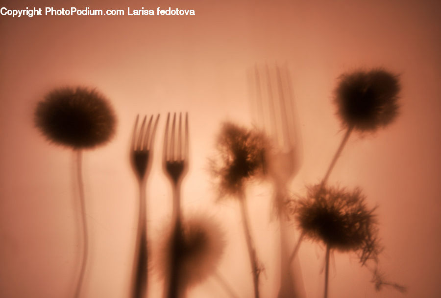 Plant, Weed, Dandelion, Flower, Daisies, Daisy, Blossom
