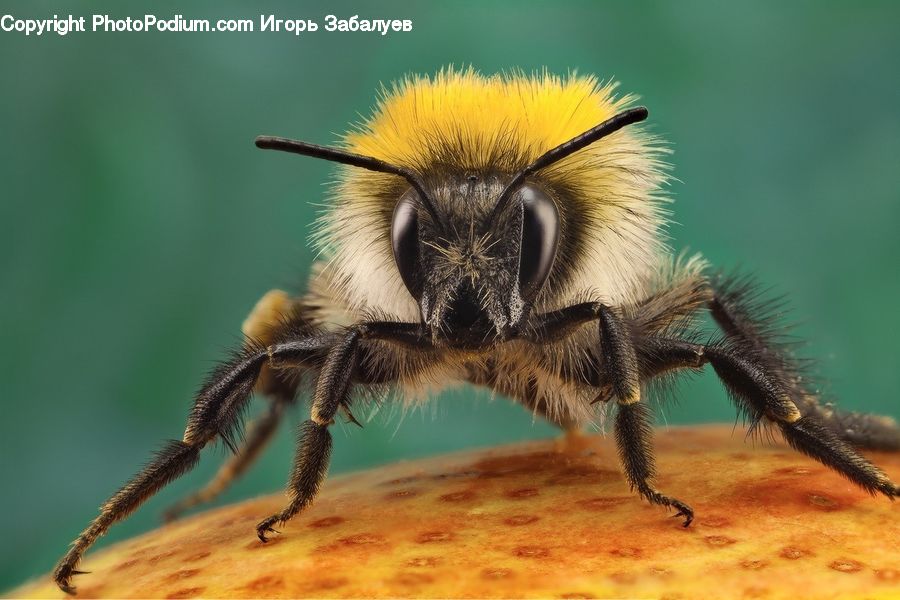 Bee, Insect, Invertebrate, Andrena, Apidae, Bumblebee, Honey Bee