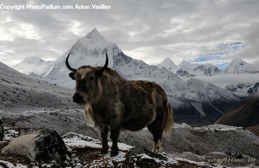 Animal, Bull, Mammal, Yak