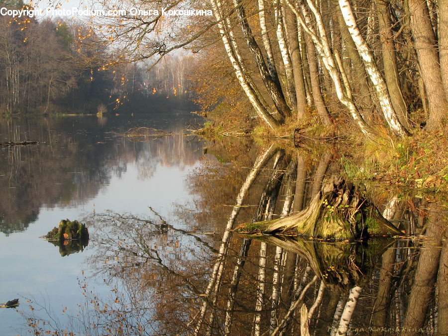 Plant, Tree, Willow, Forest, Vegetation, Birch, Wood