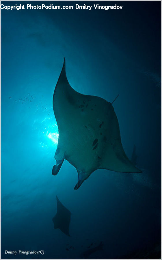 Manta Ray, Sea Life, Stingray Fish, Fish