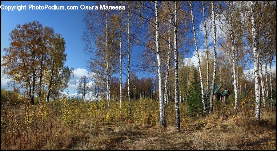 Birch, Tree, Wood, Forest, Vegetation, Conifer, Fir