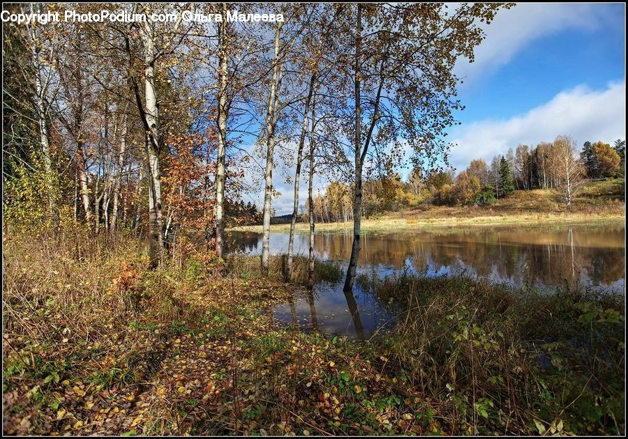 Birch, Tree, Wood, Forest, Grove, Land, Outdoors