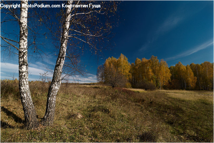 Birch, Tree, Wood, Dirt Road, Gravel, Road, Field