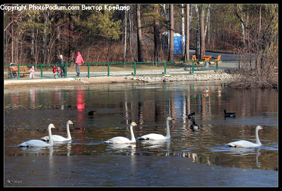 Bird, Swan, Waterfowl, Goose