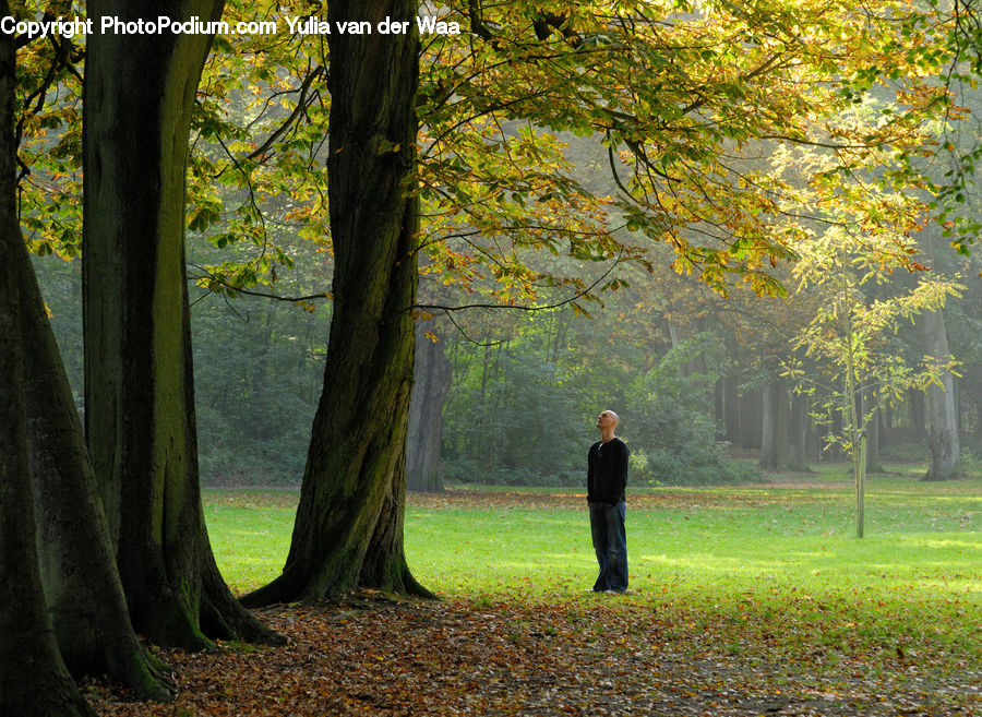 Leisure Activities, Walking, Park, Forest, Vegetation, Dirt Road, Gravel