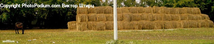 Countryside, Grassland, Grazing, Outdoors, Pasture, Ranch, Hay