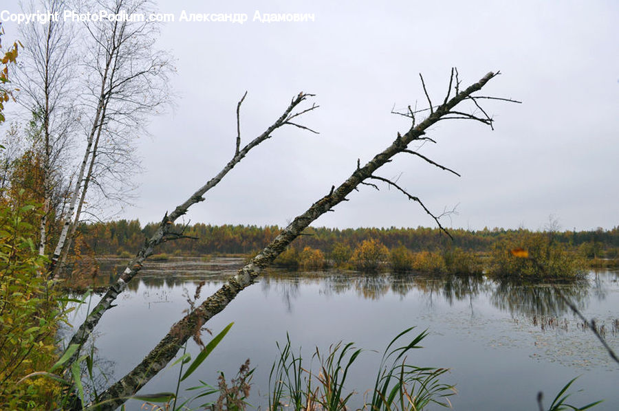 Land, Marsh, Outdoors, Swamp, Water, Grass, Plant