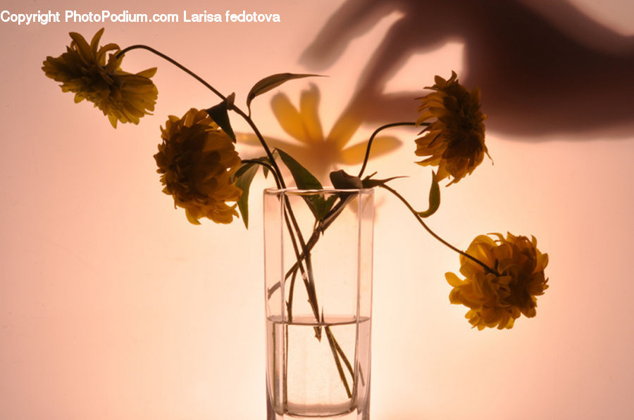 Flower Arrangement, Ikebana, Plant, Potted Plant, Vase, Blossom, Flora