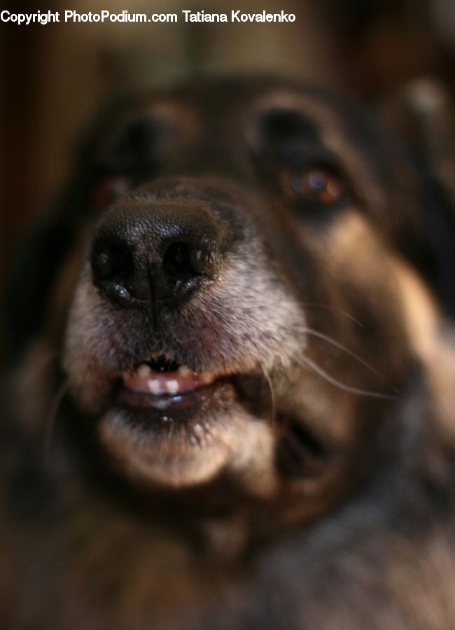 Animal, Canine, Dog, German Shepherd, Mammal, Pet, Newfoundland