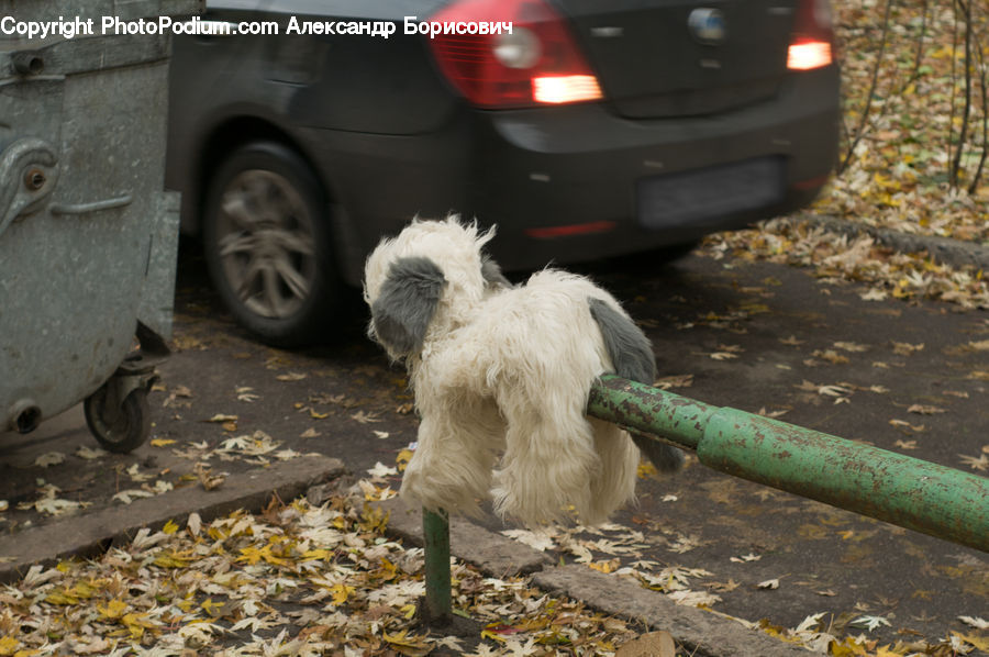 Animal, Canine, Dog, Mammal, Pet, Terrier, Train