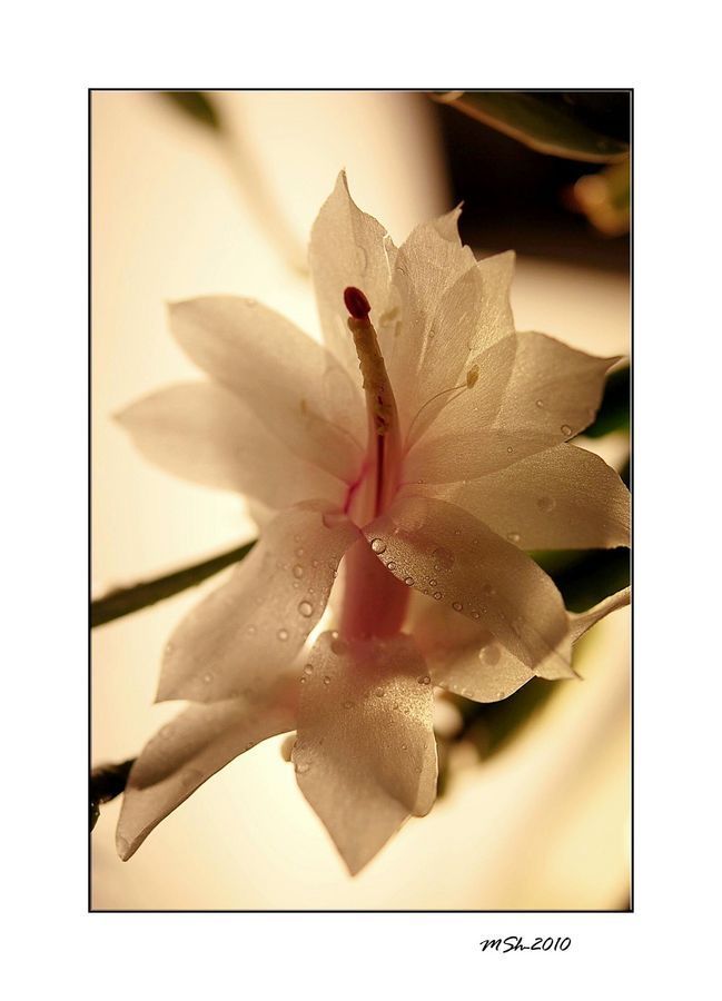 Flora, Flower, Gladiolus, Plant, Blossom, Paper, Lily