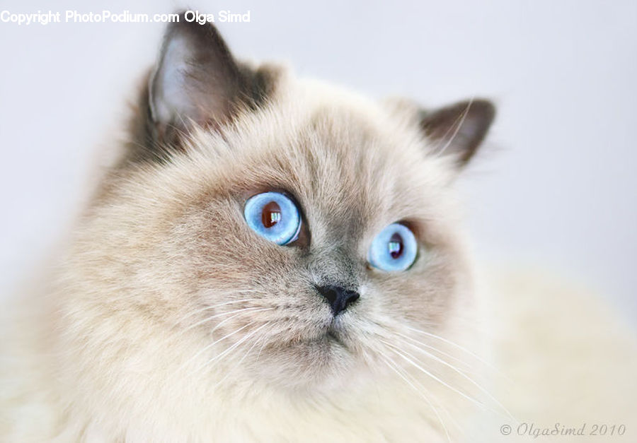 Animal, Cat, Pet, Siamese, Kitten, Mammal
