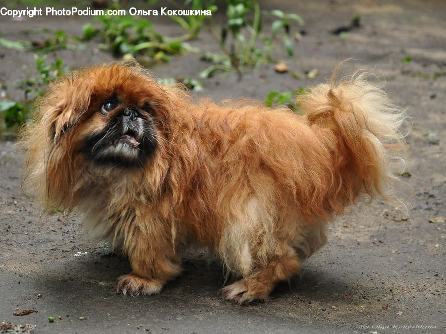 Animal, Chow, Dog, Pet, Affenpinscher, Canine, Mammal