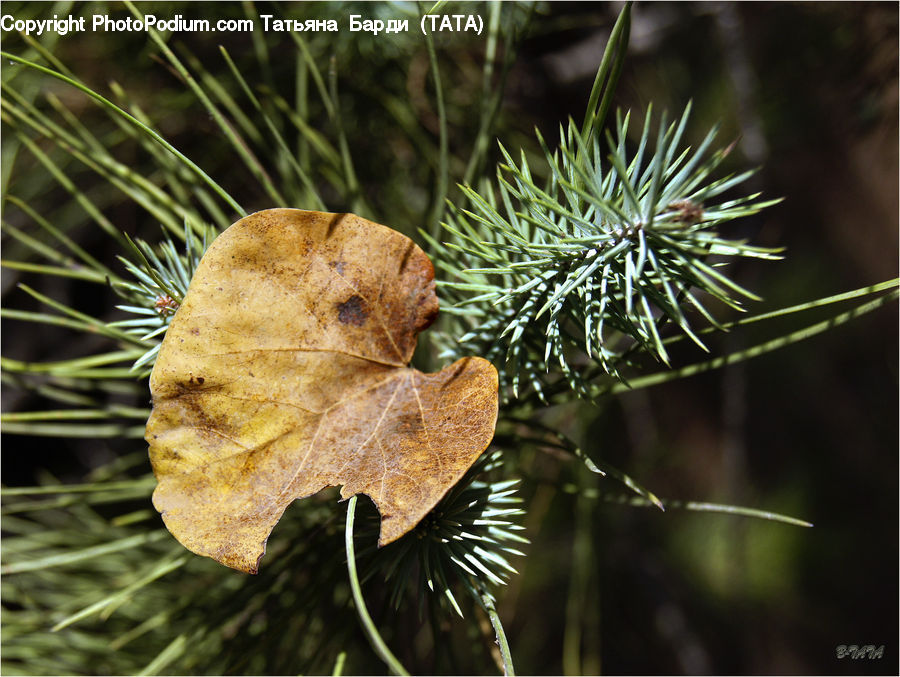 Conifer, Fir, Plant, Tree, Blossom, Flora, Flower