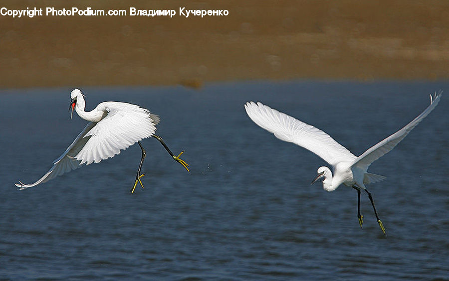 Bird, Crane Bird, Heron, Ardeidae, Stork, Waterfowl, Head
