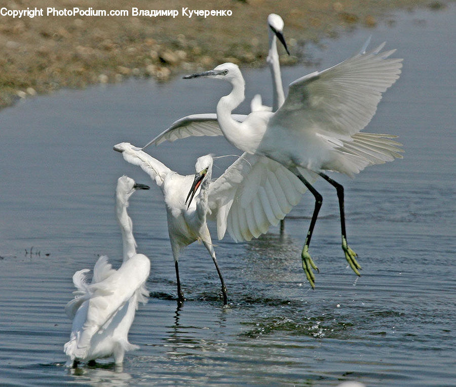 Bird, Crane Bird, Heron, Swan, Waterfowl, Ardeidae, Stork