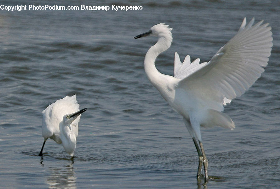 Bird, Crane Bird, Heron, Swan, Waterfowl, Ardeidae, Egret