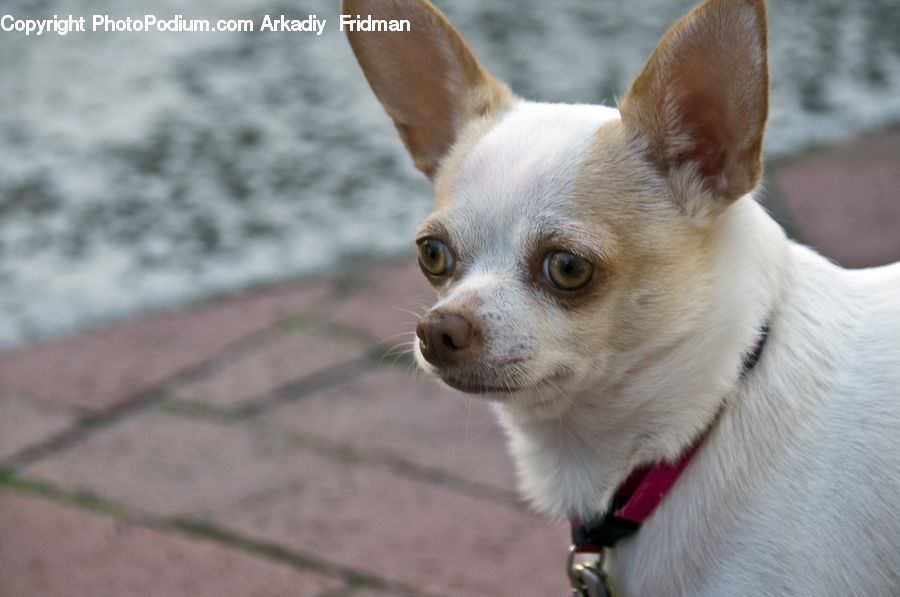 Animal, Canine, Chihuahua, Dog, Mammal, Pet