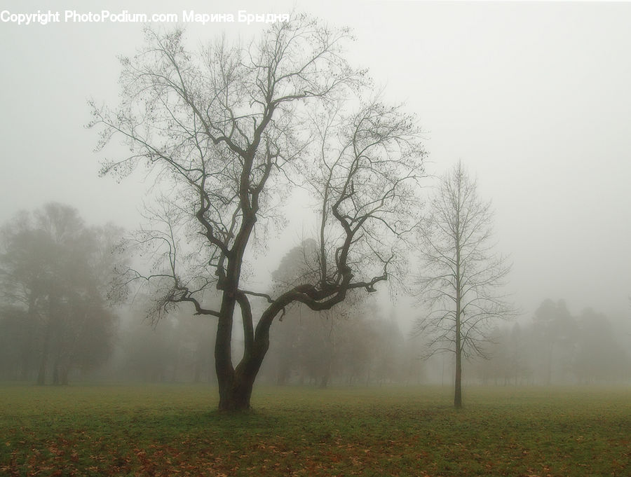 Fog, Mist, Outdoors, Plant, Tree