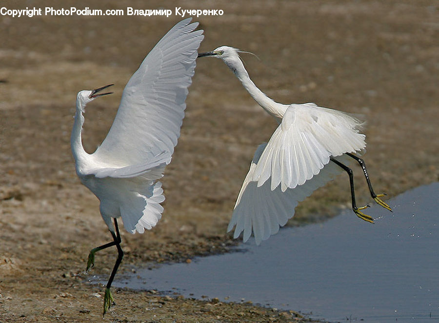 Bird, Crane Bird, Heron, Swan, Waterfowl