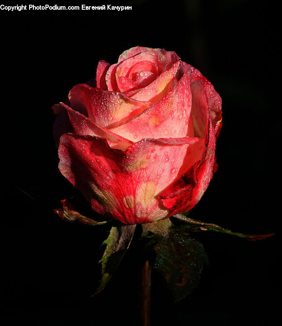 Blossom, Flower, Plant, Rose, People, Person, Human