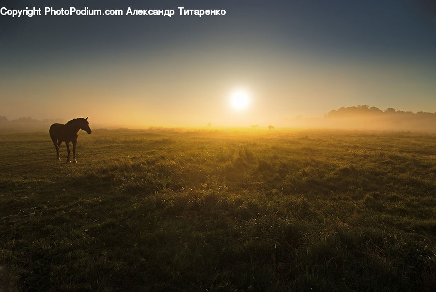 Animal, Horse, Mammal, Field, Grass, Grassland, Land