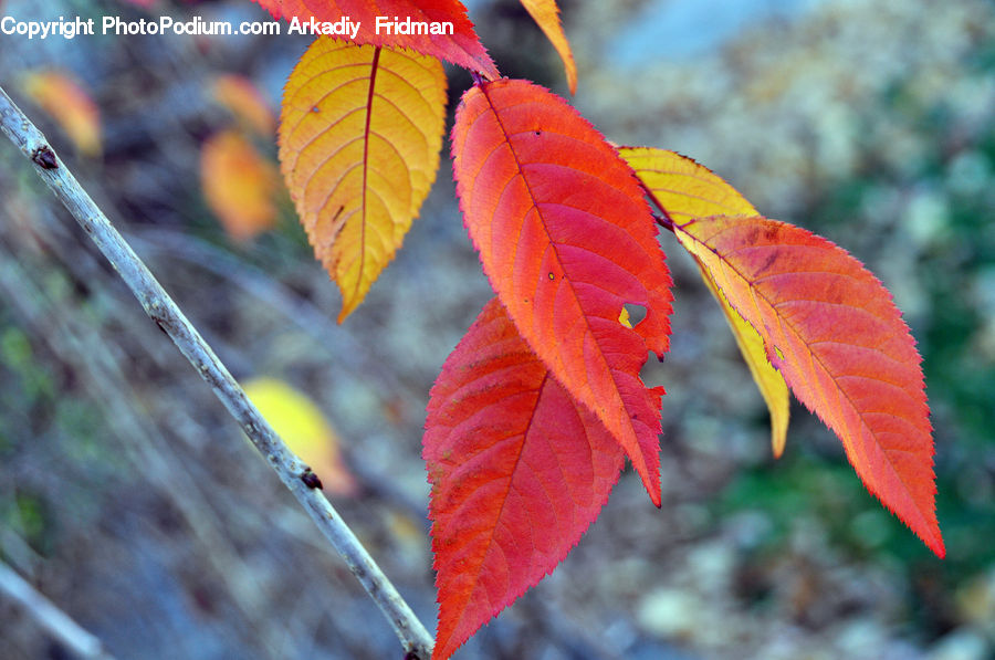 Blossom, Flora, Flower, Plant, Maple, Maple Leaf, Birch