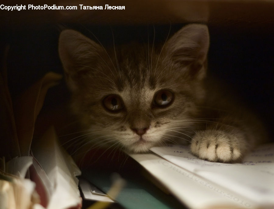 Animal, Cat, Kitten, Mammal, Pet, Adorable, Manx