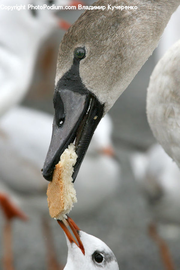 Beak, Bird, Booby, Goose, Waterfowl, Stork, Head