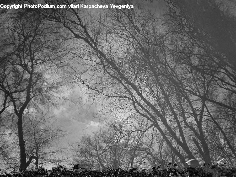 Plant, Tree, Forest, Grove, Land, Vegetation, Oak