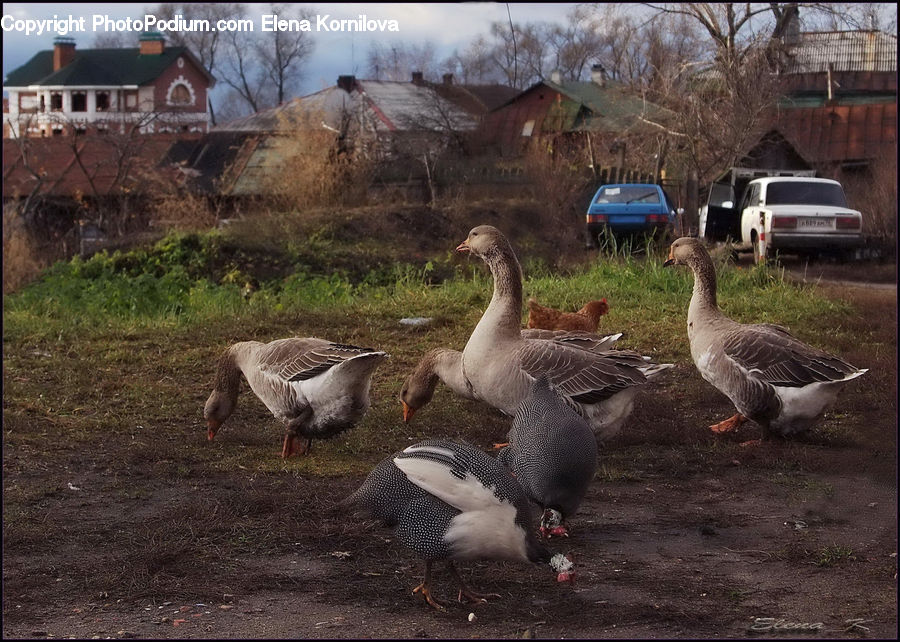 Bird, Goose, Waterfowl, Crane Bird, Heron, Automobile, Car