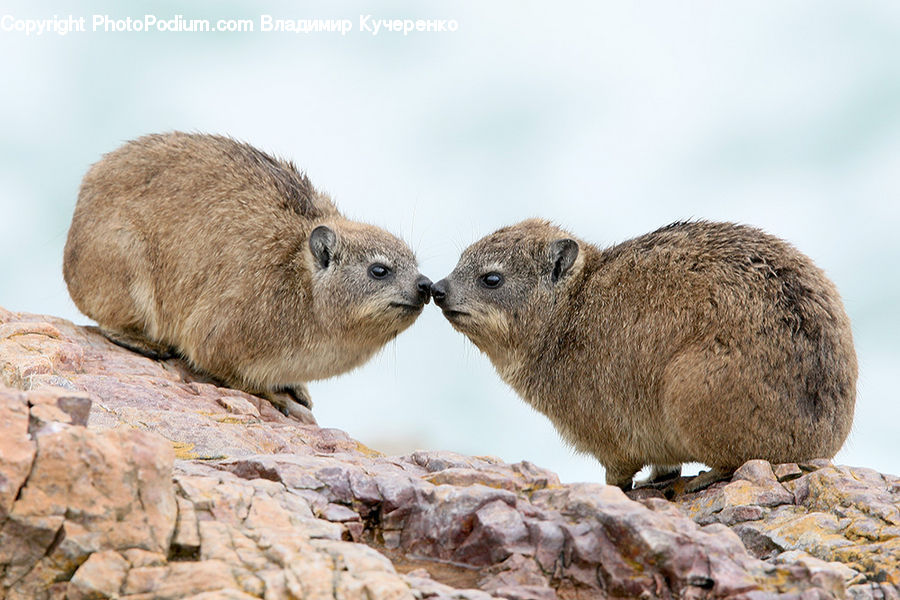 Animal, Mammal, Meerkat, Wildlife, Rubble, Hug, Kiss