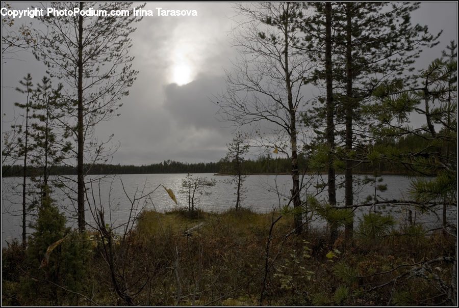 Forest, Grove, Land, Vegetation, Marsh, Pond, Swamp