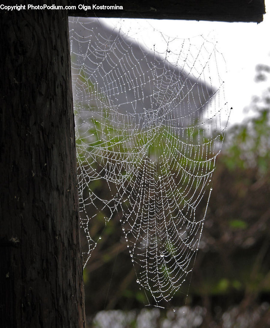 Arachnid, Garden Spider, Insect, Invertebrate, Spider, Spider Web, Triangle