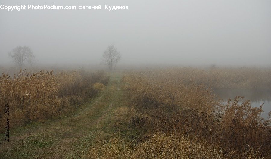 Fog, Field, Grass, Grassland, Plant, Mist, Outdoors