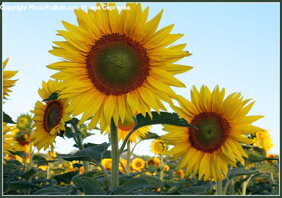 Blossom, Flora, Flower, Plant, Sunflower, Daisies, Daisy