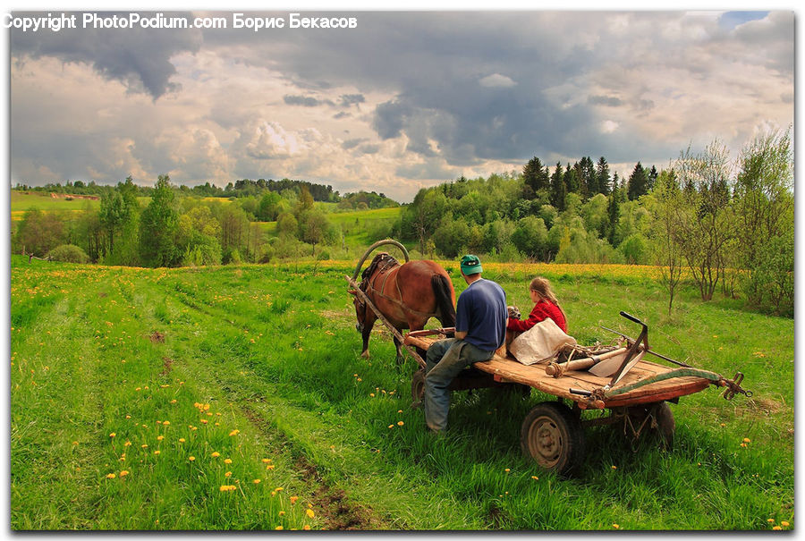Buggy, Carriage, Horse Cart, Wagon, Vehicle, Dirt Road, Gravel