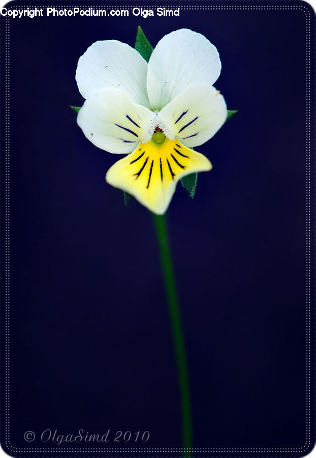 Flora, Flower, Gladiolus, Plant, Blossom, Pansy, Geranium