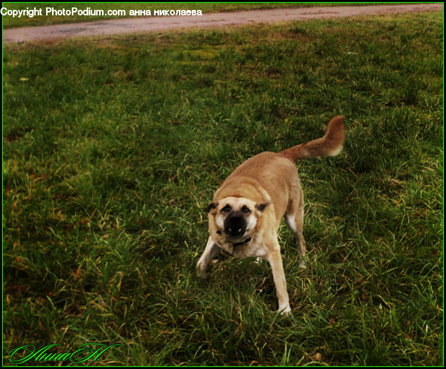 Animal, Mammal, Weasel, Beagle, Canine, Dog, Hound