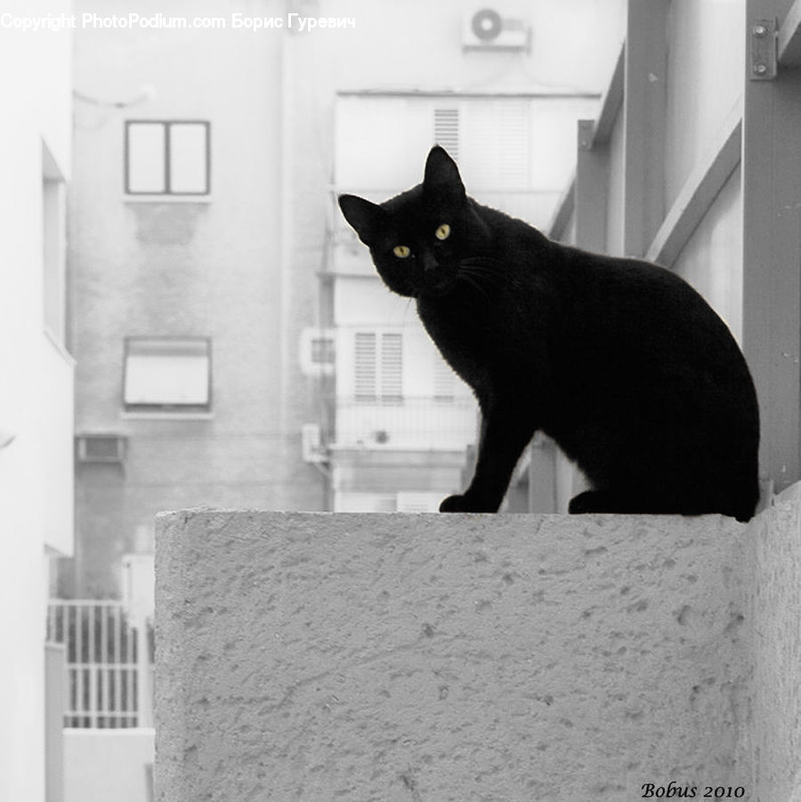Switch, Animal, Black Cat, Cat, Mammal, Pet, Manx