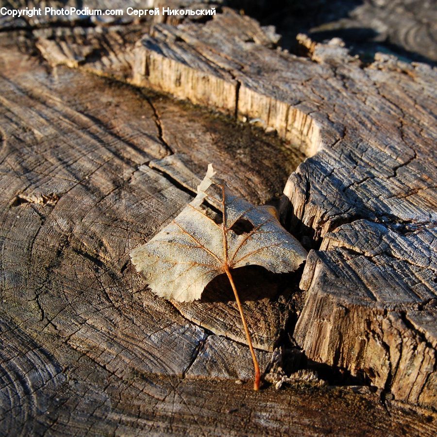 Rock, Ground, Soil, Oak, Tree, Wood, Rubble