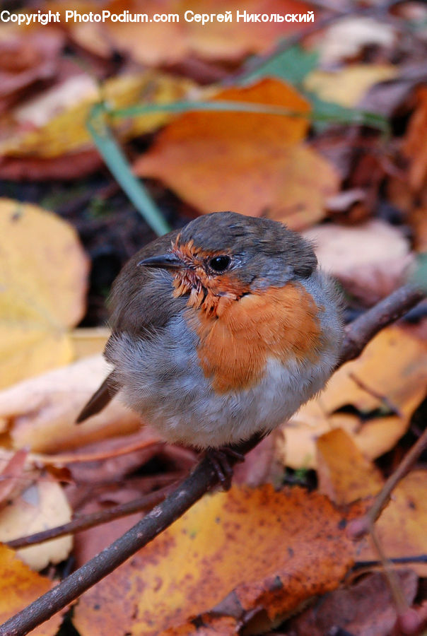 Bird, Robin, Blue Jay, Bluebird, Jay, Plant, Potted Plant