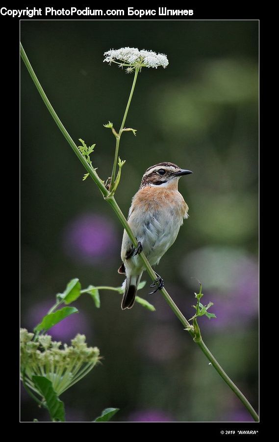 Plant, Potted Plant, Bird, Blue Jay, Bluebird, Jay, Blossom